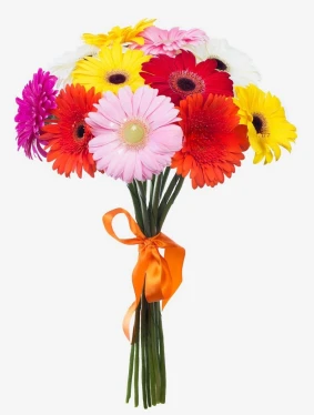 12 Gerberas
